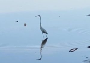 White Egret stepping through water